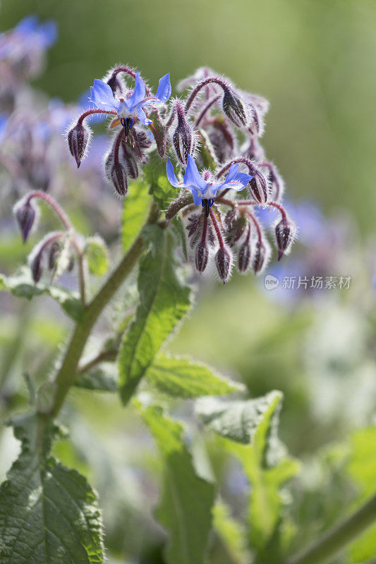 近距离的草本琉璃花(Borago officinalis)。